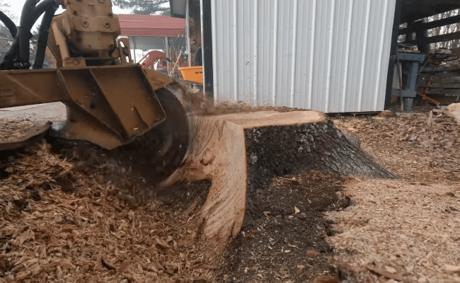 midstate Tree is doing stump griding service Clinton, nj