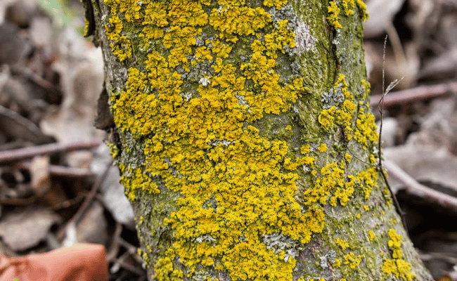 midstate Tree is doing Insect & Disease Management service Clinton, nj