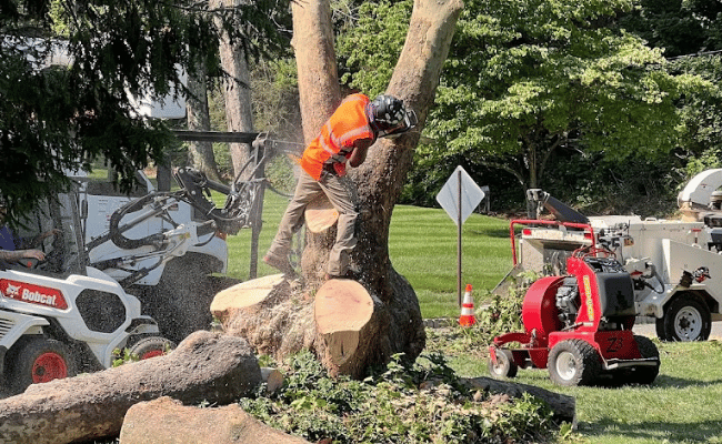 arborist doing tree removal service Clinton, nj