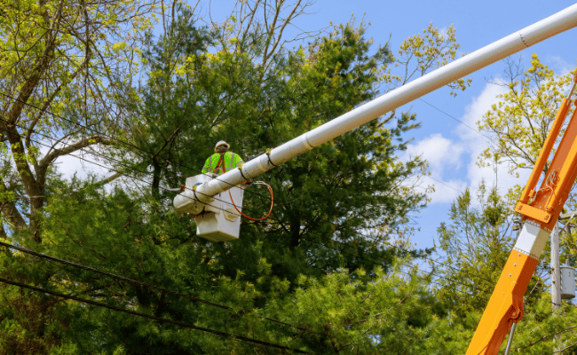 arborist doing tree trimming & pruning service Clinton, nj