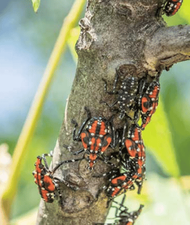tree Insect service