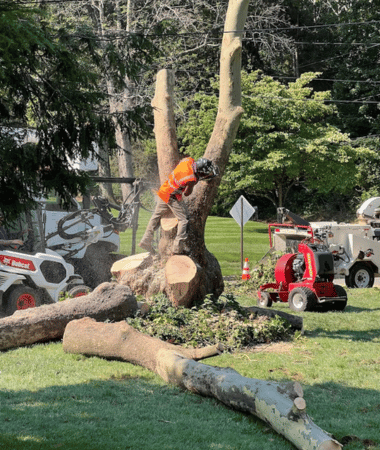 tree removal by midstate tree
