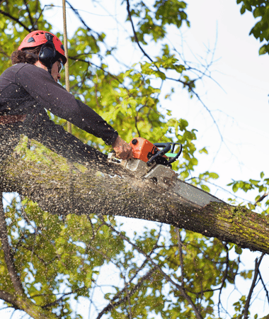 tree removal service Washington