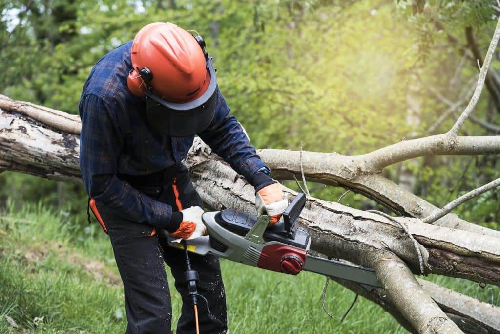 tree cutting
