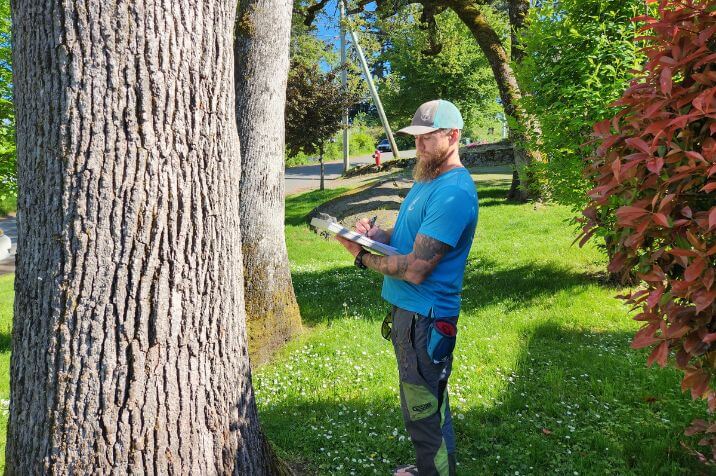 Do I Need a Tree Removal Permit in NJ?