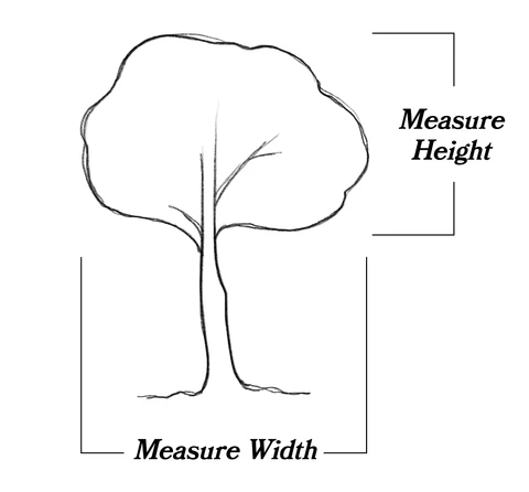 Tree Size and Height