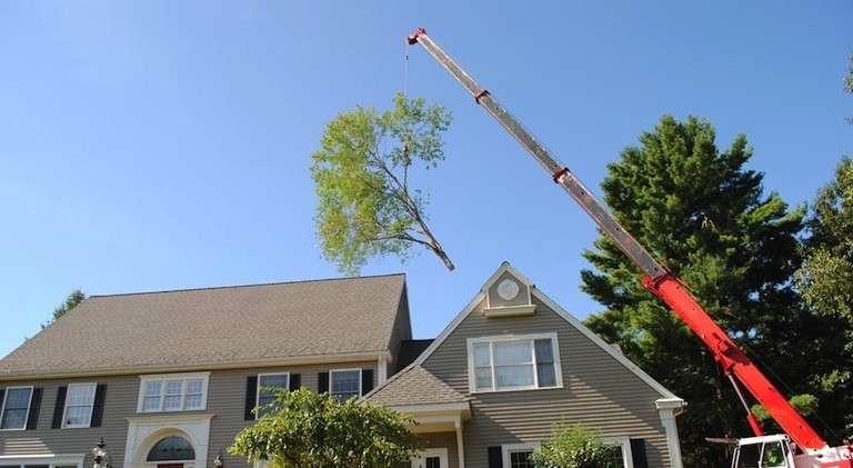 Crane-Assisted Tree Removal