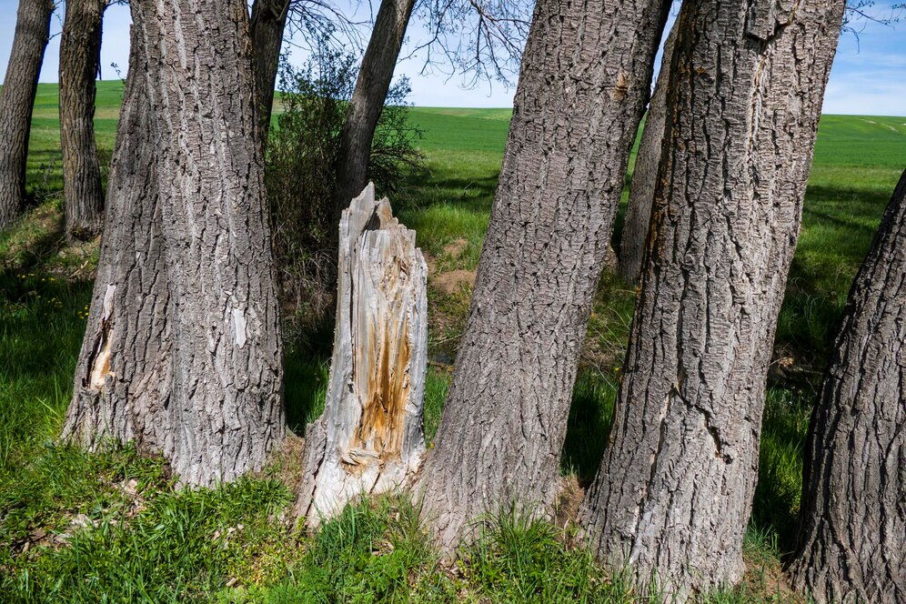 Damage Caused by Neglected Trees