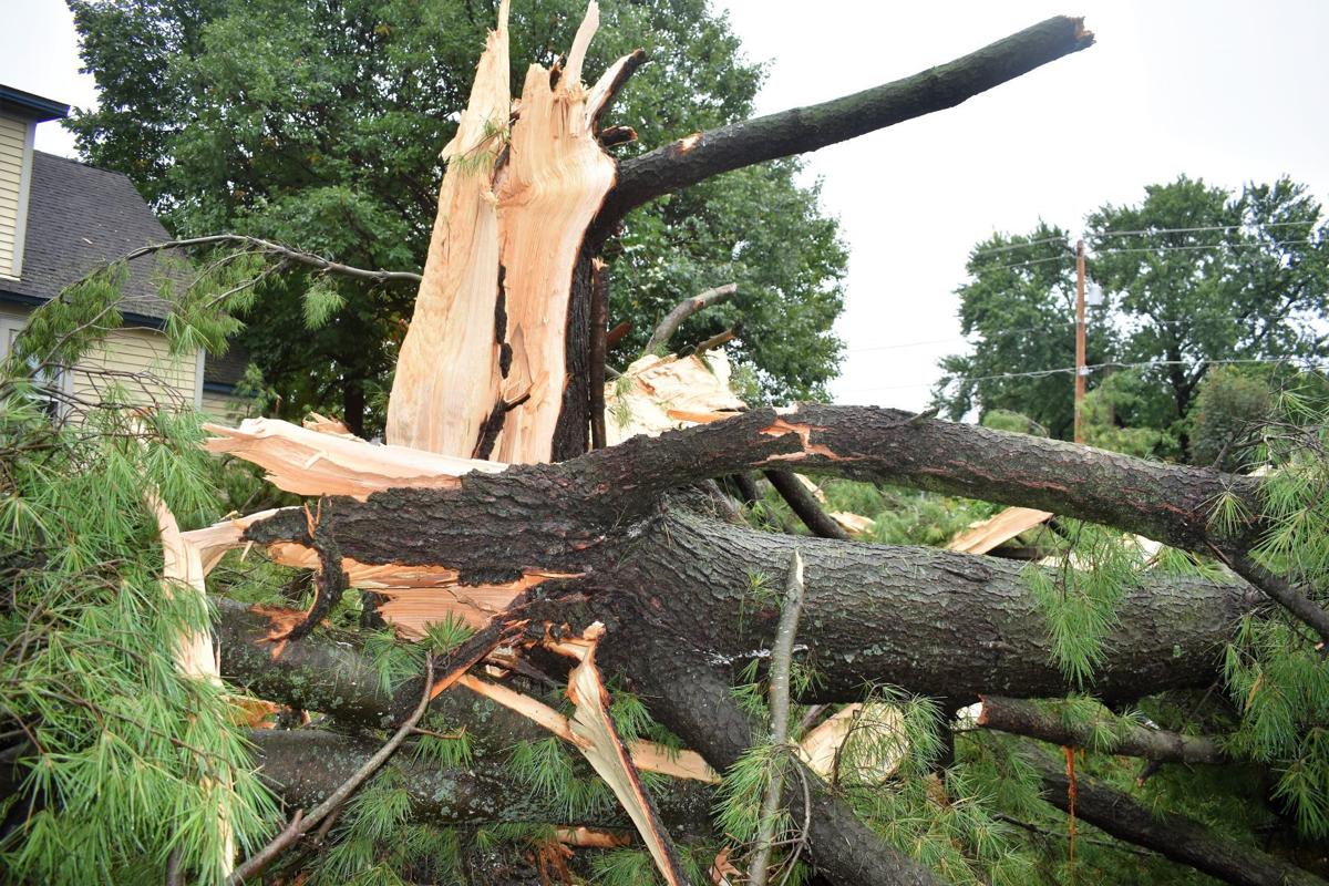 Lightning Strike Causes Tree Collapse