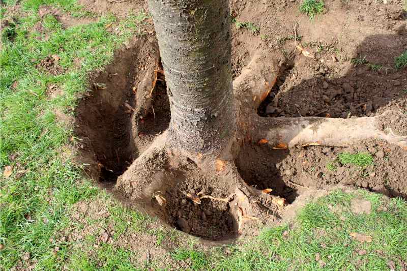 Root Tracing / Root Removal