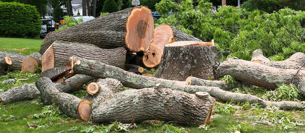 The Day After Tree Removal: What to Expect