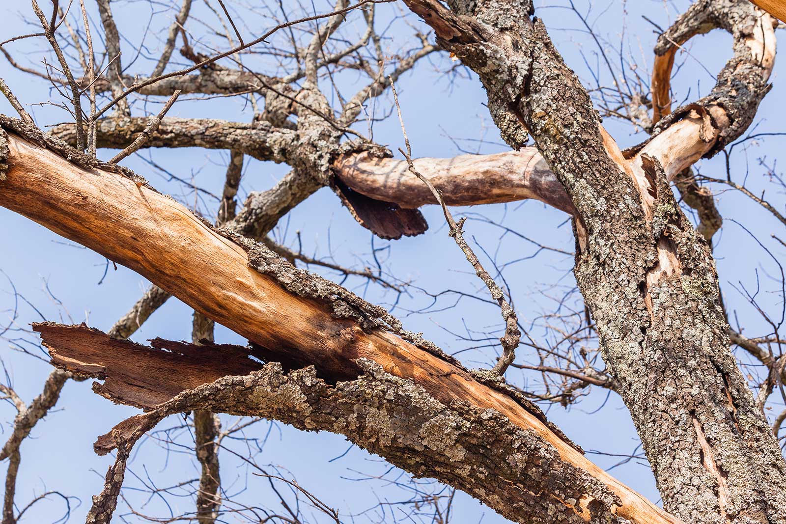 Urgent Signs a Tree Needs to Be Removed Immediately
