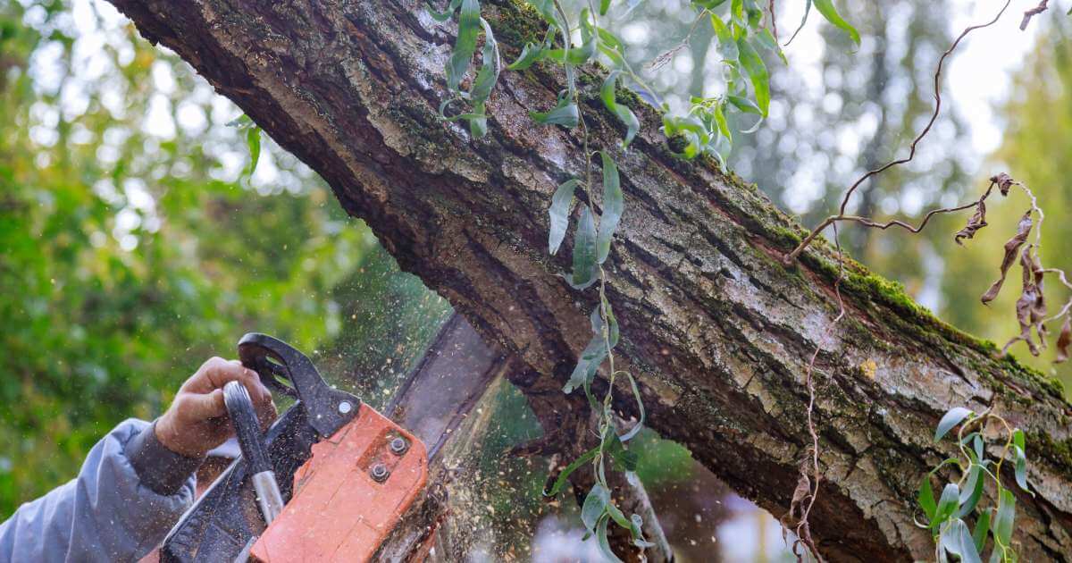 What Affects Tree Removal Costs the Most