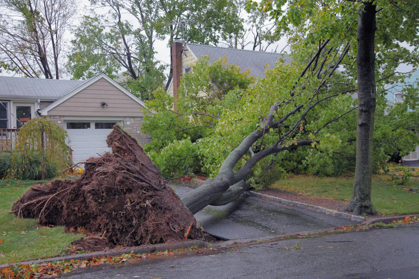 What Counts as Emergency Tree Removal