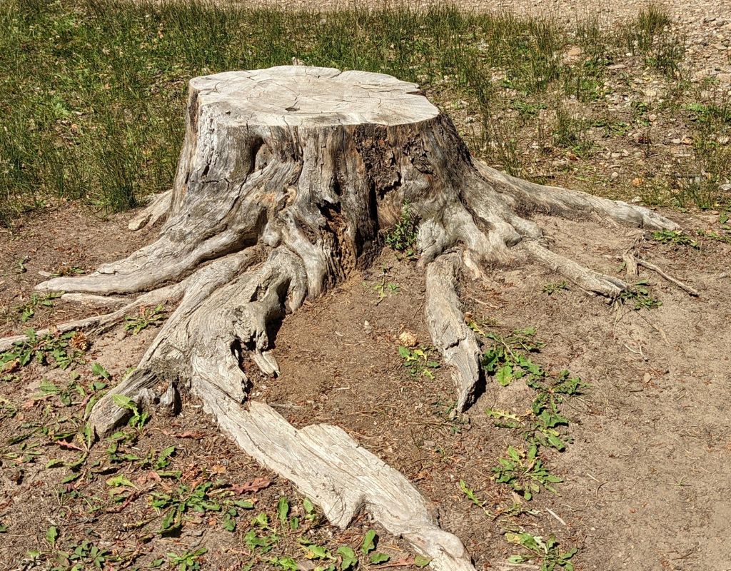 Roots After Tree Removal