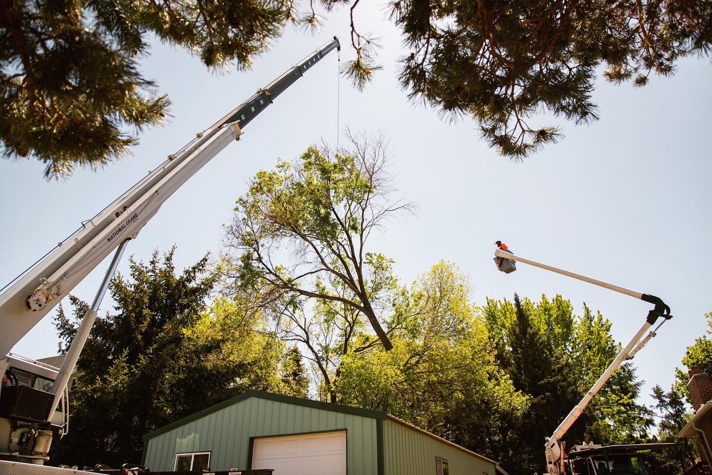What Is Crane-Assisted Tree Removal?