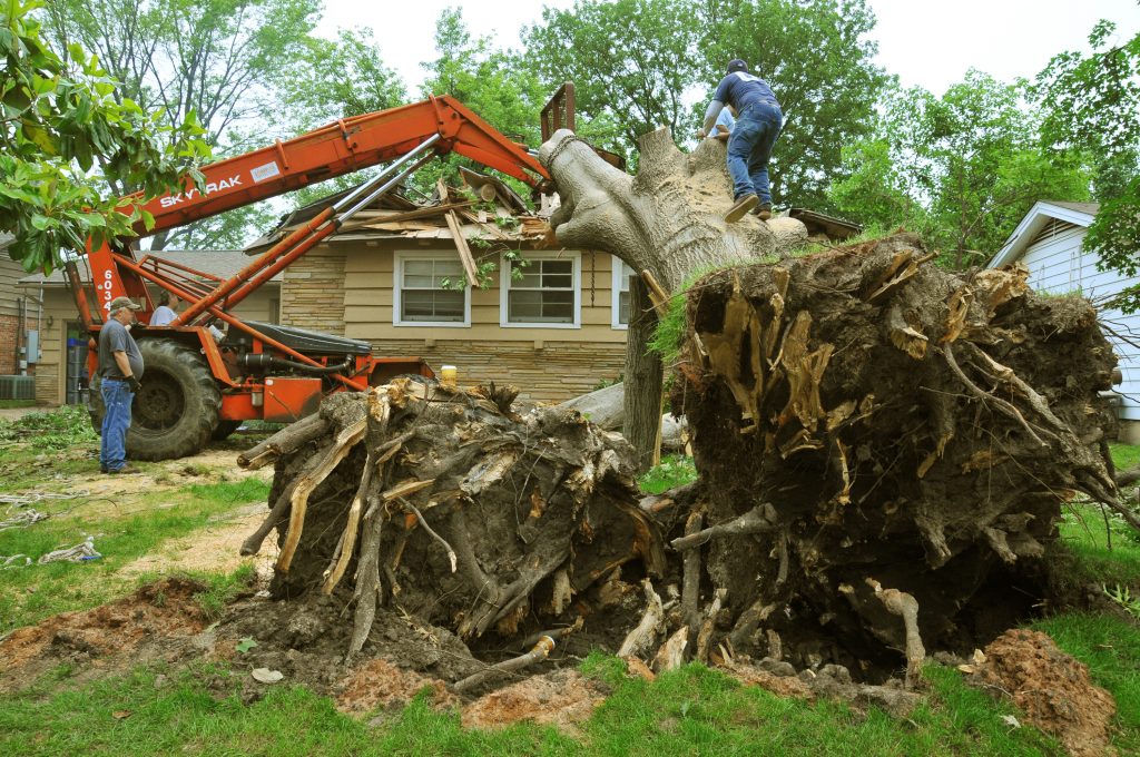 Why Removing a Dangerous Tree Is So Important