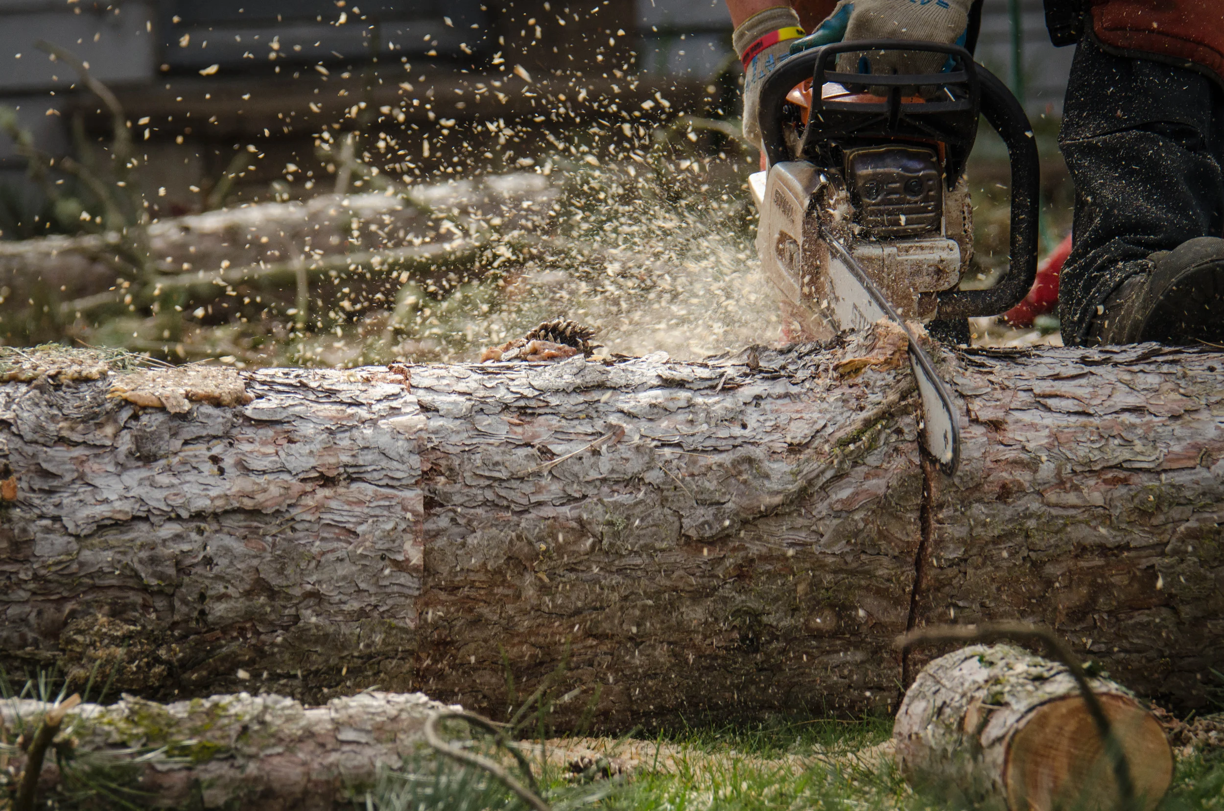 Tree removal 1-Day vs. Multi-Day Jobs