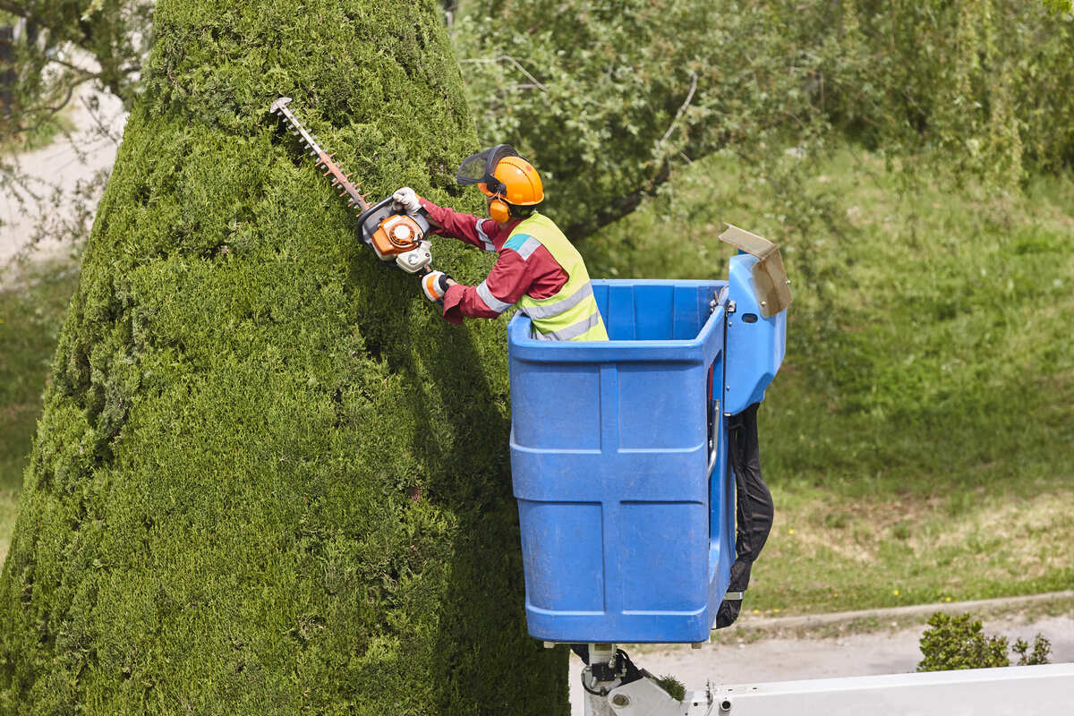 Best Time to Prune Trees in New Jersey​