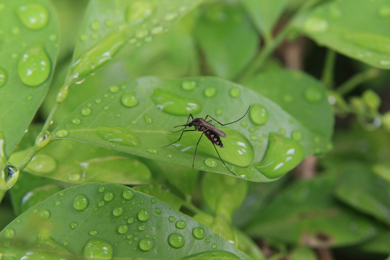 Bonus NJ Factor: Pests & Moisture​