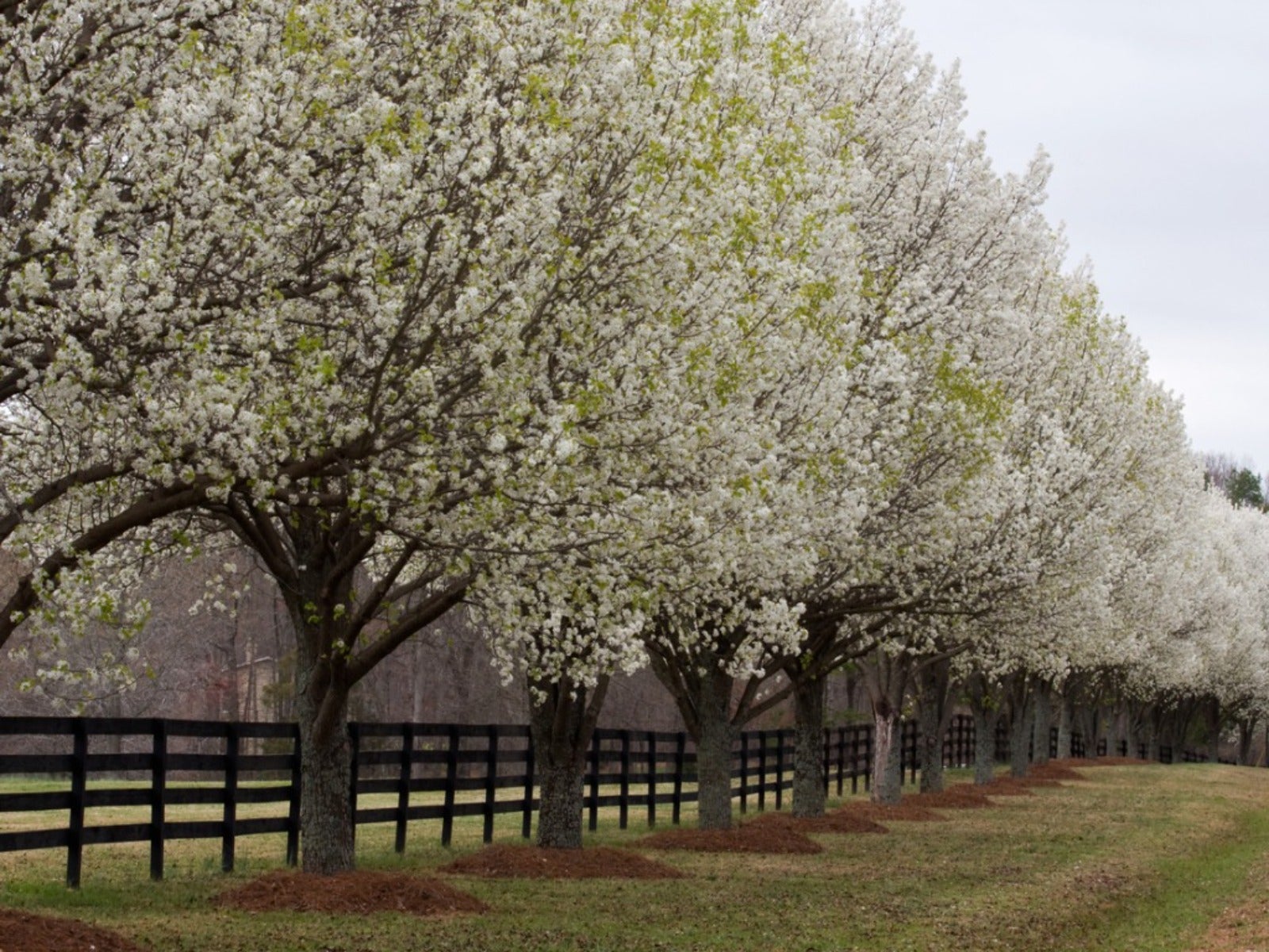 Bradford Pear