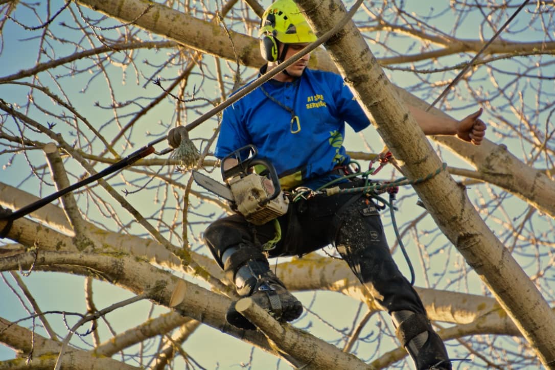 Common Tree Trimming Mistakes to Avoid​