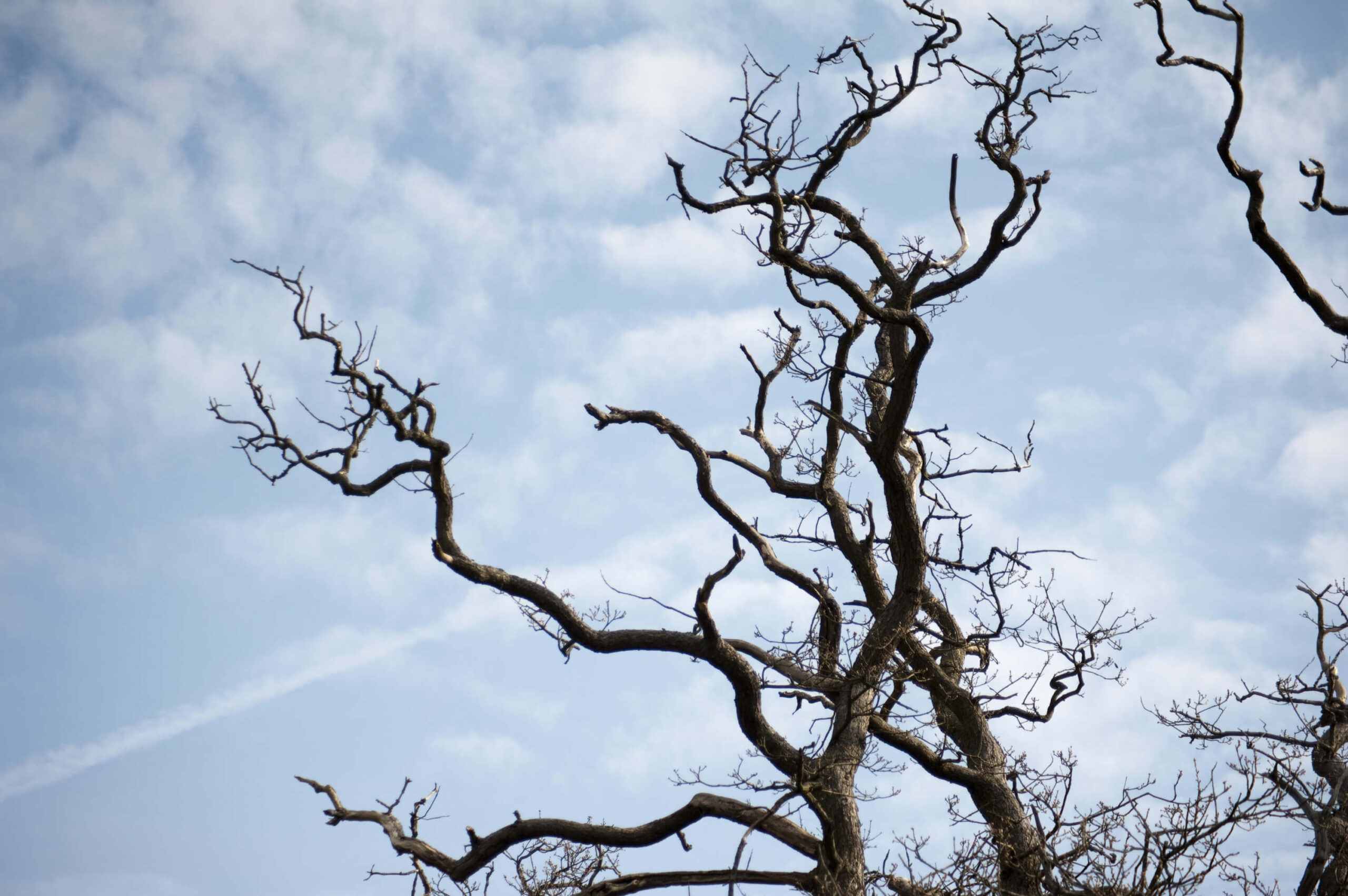 Dead or Hanging Branches