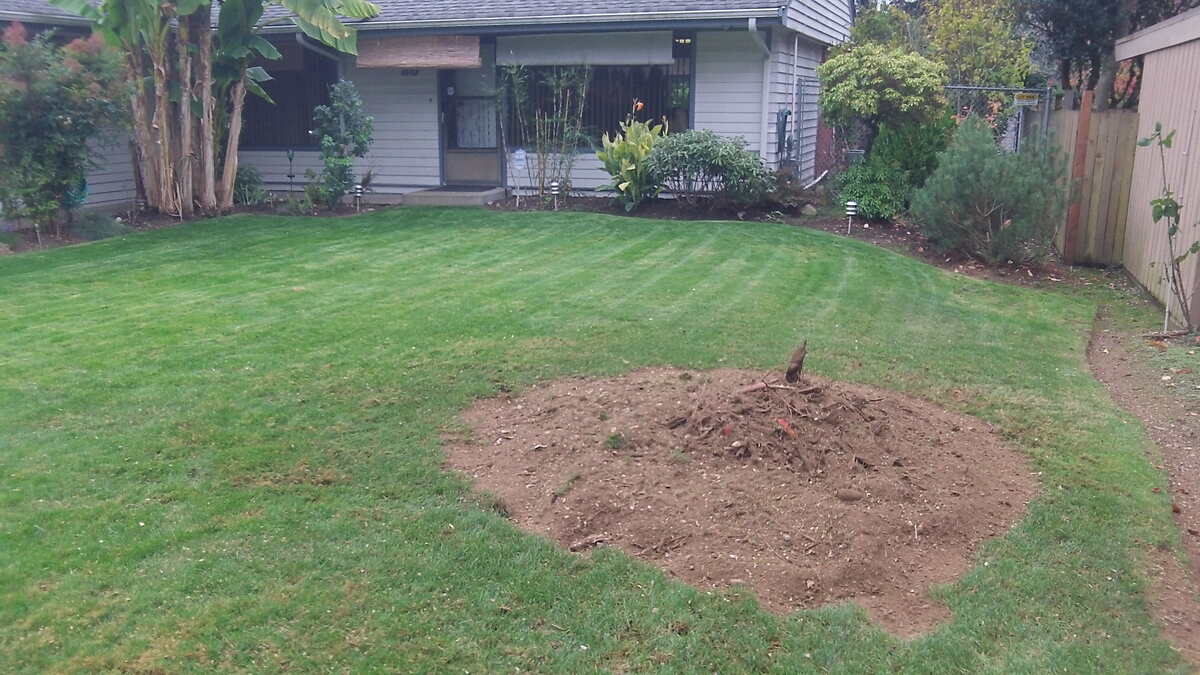 Do Tree Roots Remain After Stump Grinding?​