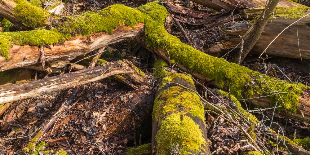 How Long Do Tree Roots Take to Decompose?​