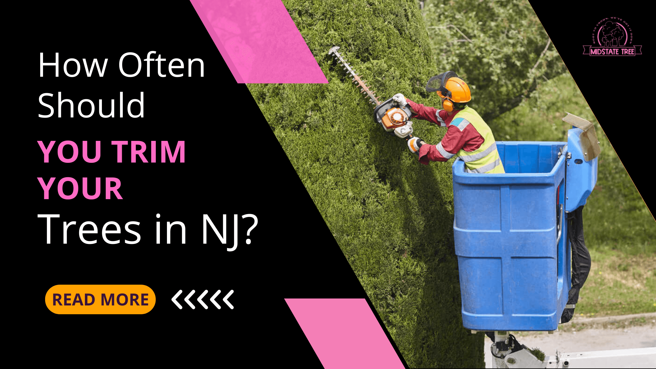 How Often Should You Trim Your Trees in NJ?