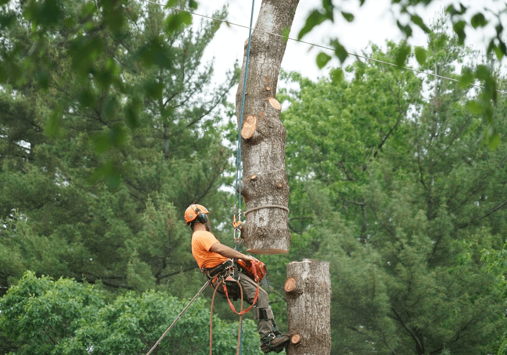 Is Tree Topping Illegal in New Jersey?​