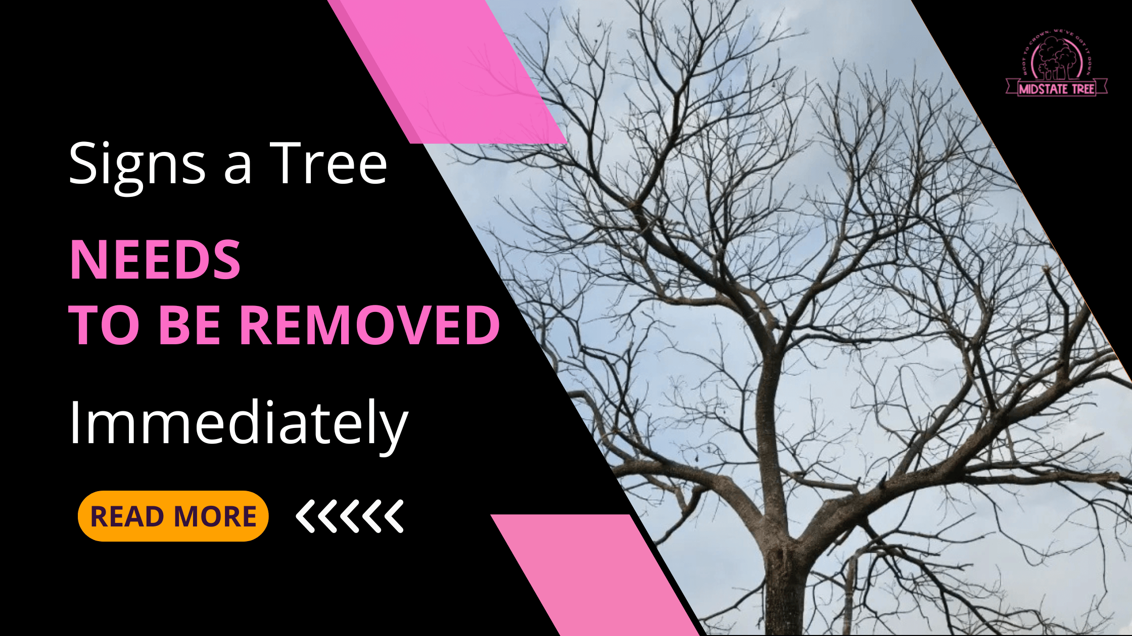 Tree Needs to Be Removed Immediately