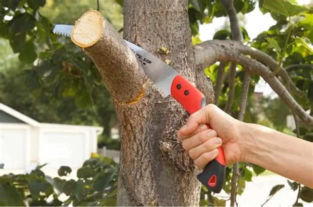 The Science Behind Pruning: Why Trees Need Smart Cuts