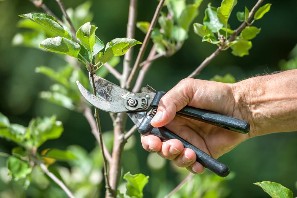 Tree Pruning Is More Than Just Looks