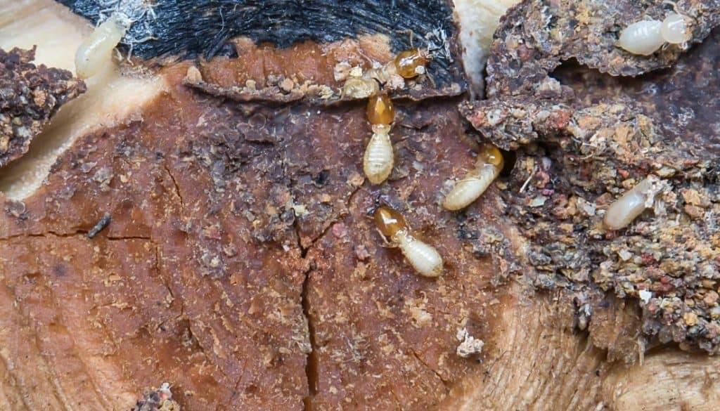Tree Stumps Attract Pests You Don’t Want​