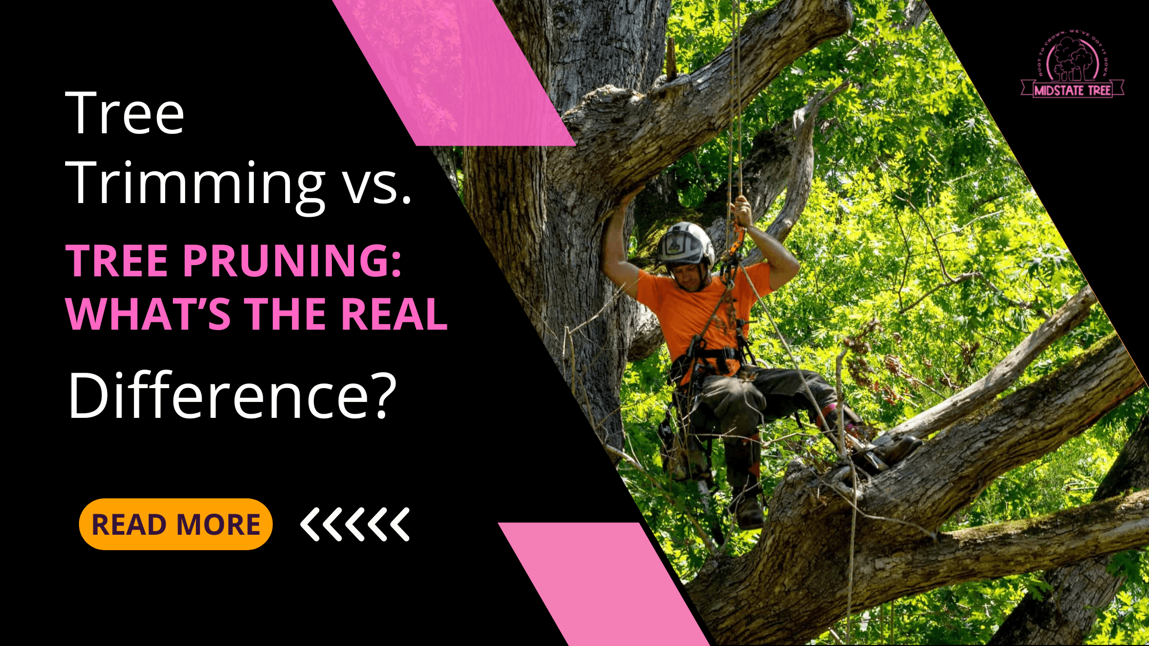 Tree Trimming vs. Tree Pruning: What’s the Real Difference?