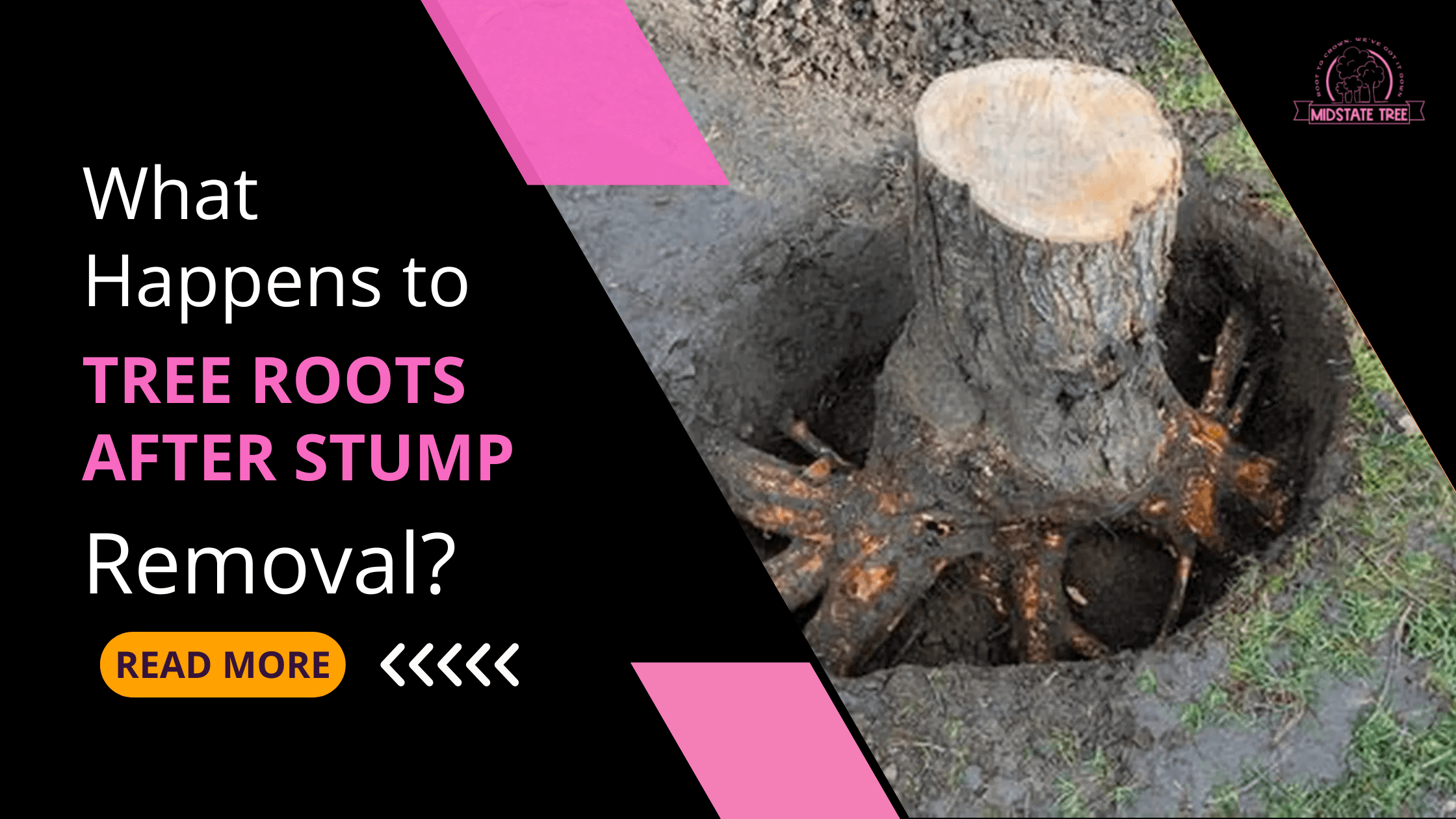 What Happens to Tree Roots After Stump Removal