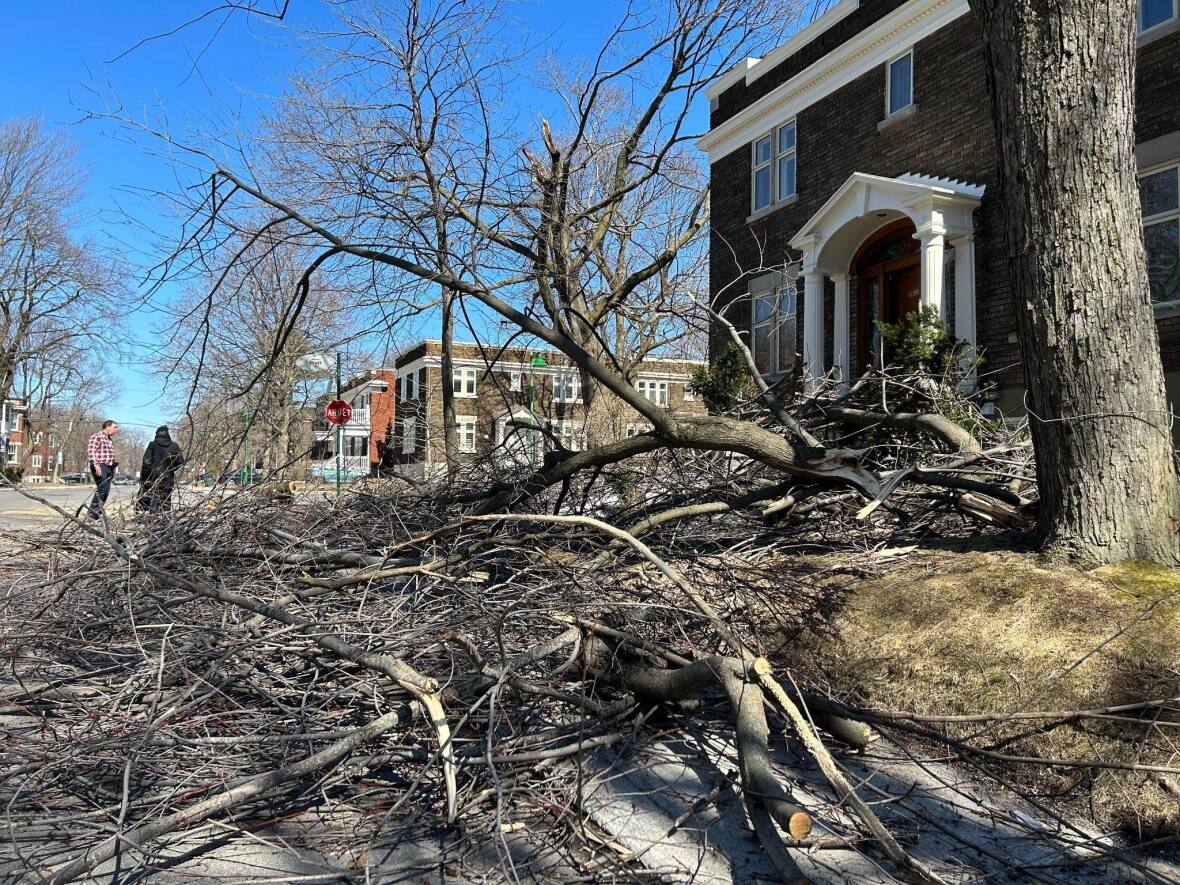 What If a Storm Hits Before You Prune?​