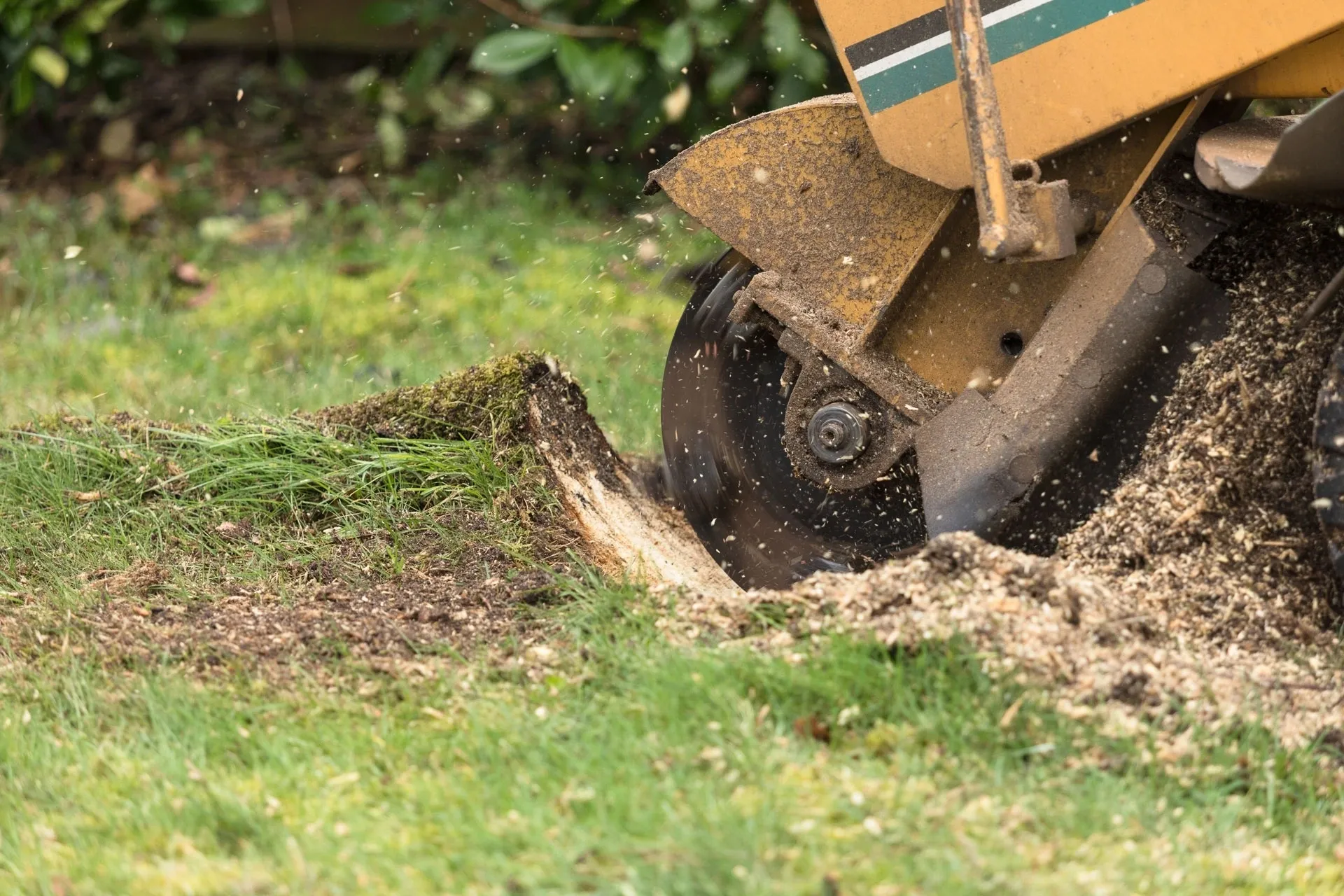 What Is Stump Removal?​