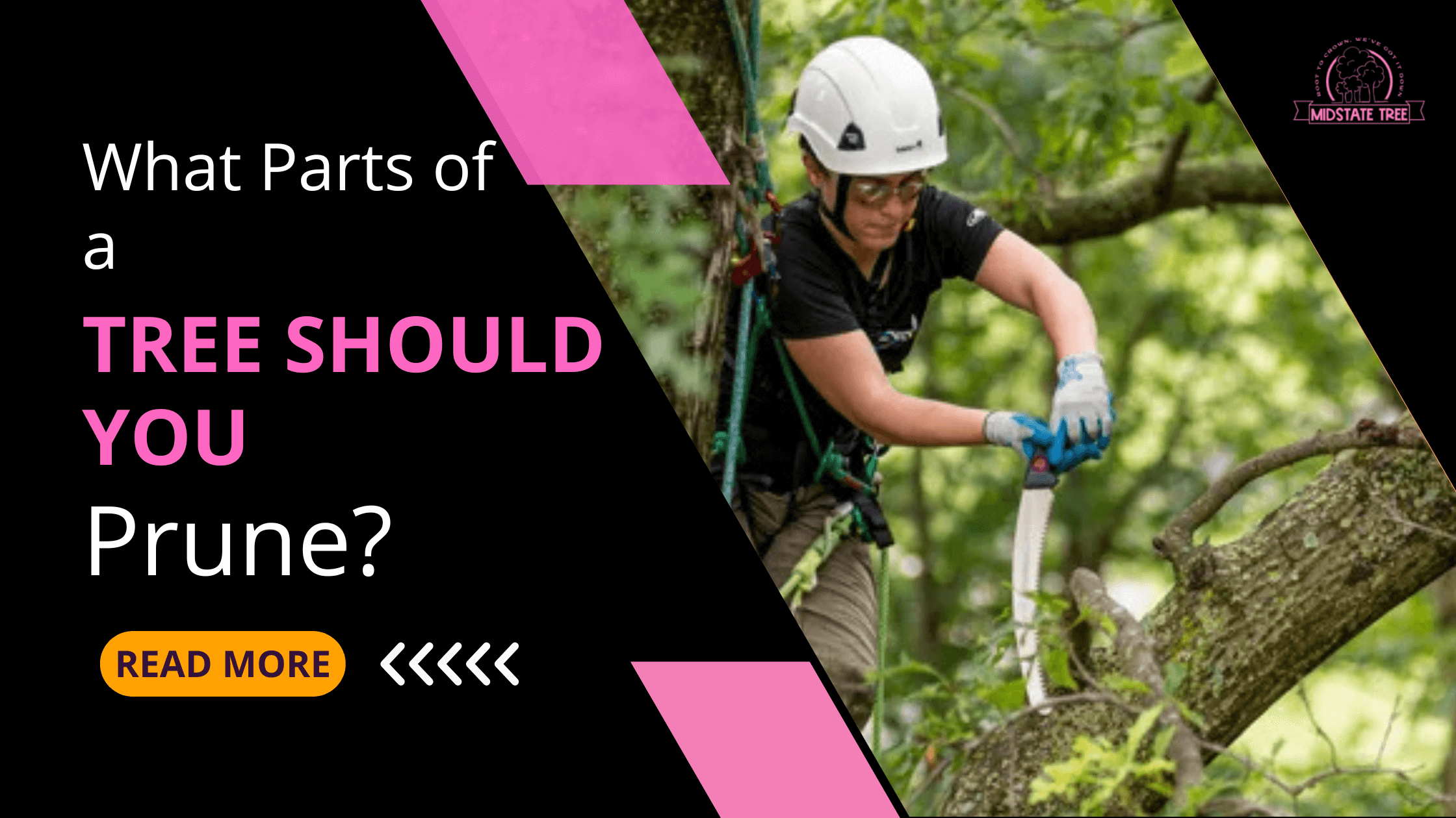 What Parts of a Tree Should You Prune