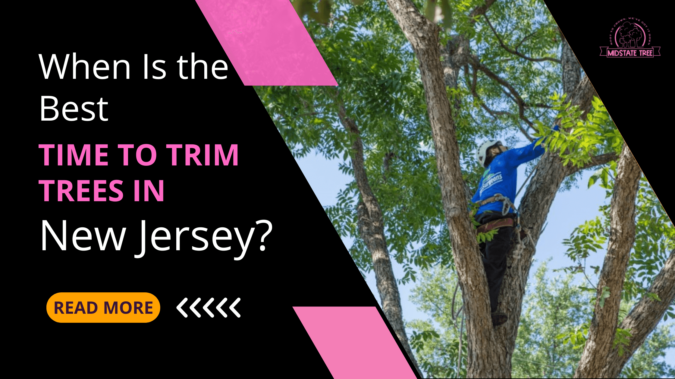 When Is the Best Time to Trim Trees in New Jersey?