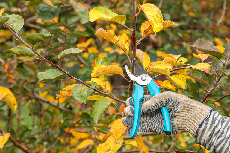 When Should You Prune Your Trees?