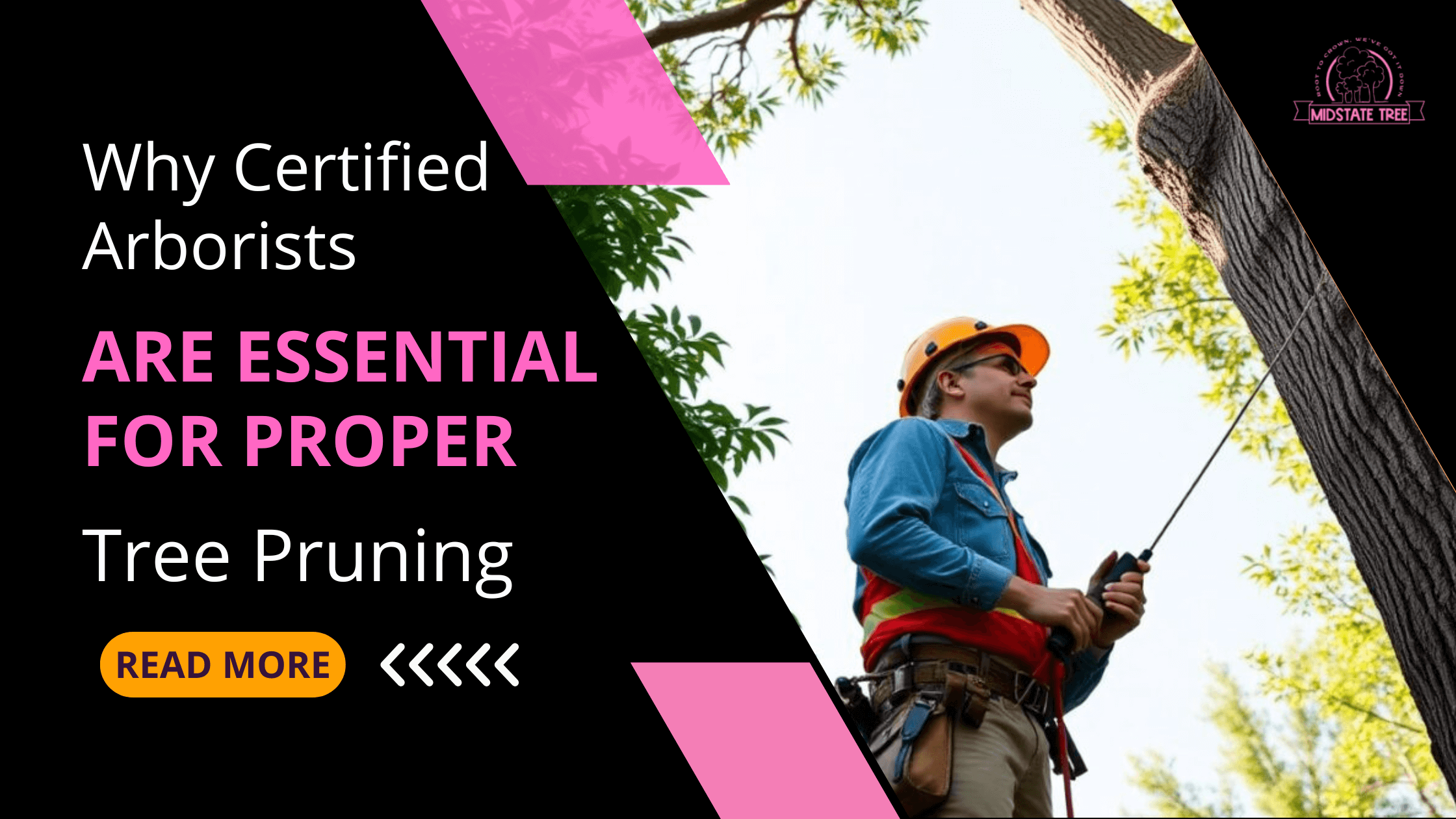 Why Certified Arborists Are Essential for Proper Tree Pruning