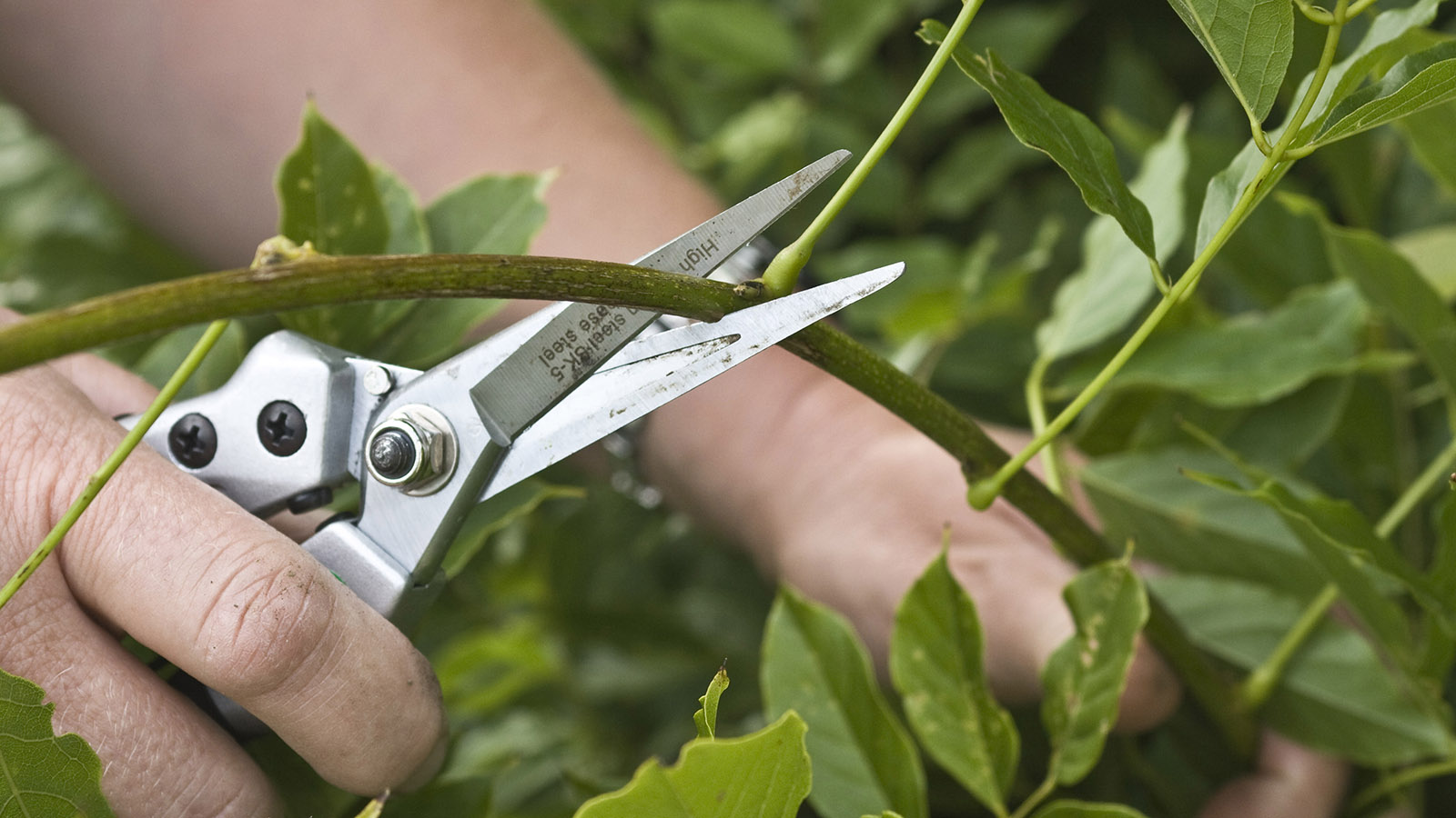 Why Pruning Mistakes Matter​