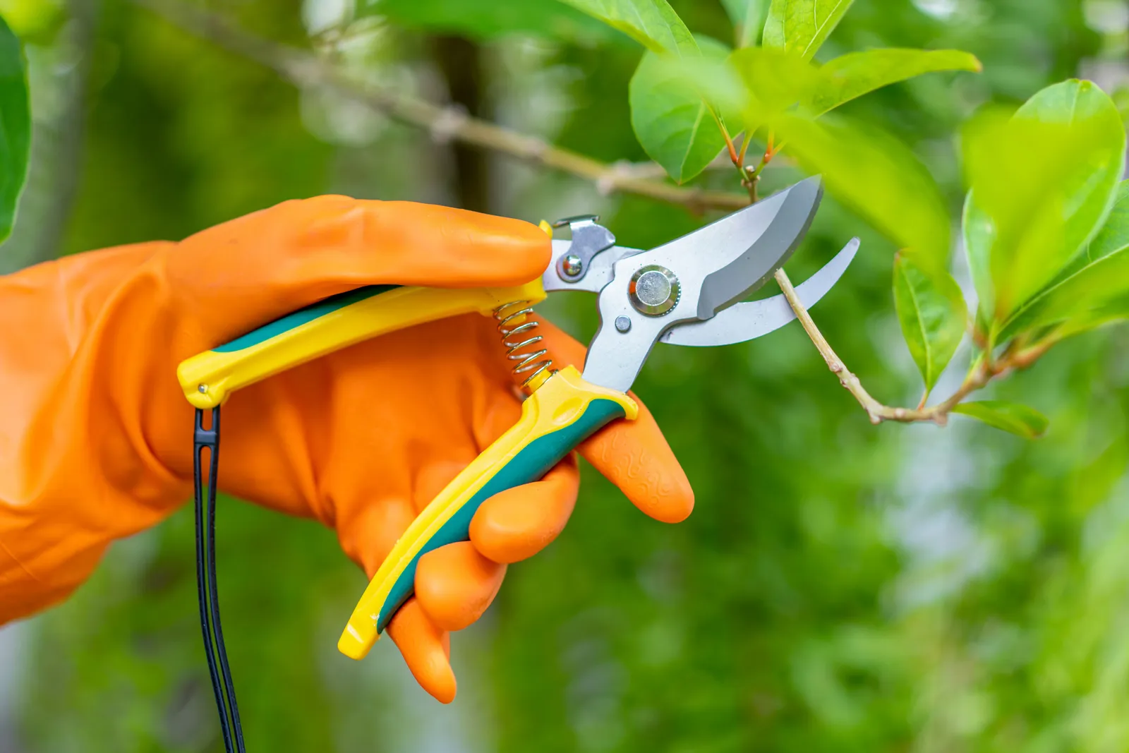 Why Tree Trimming Frequency Matters in NJ​