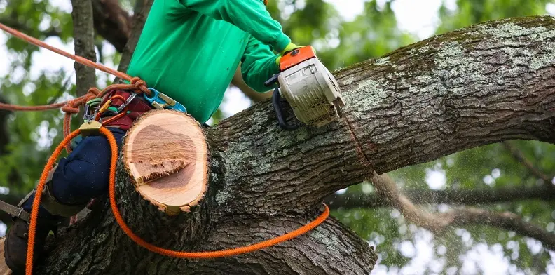 Why Tree Trimming Timing Matters​