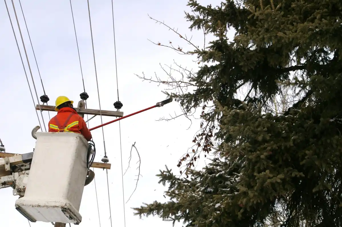 Why Trimming Trees Near Power Lines Matters​