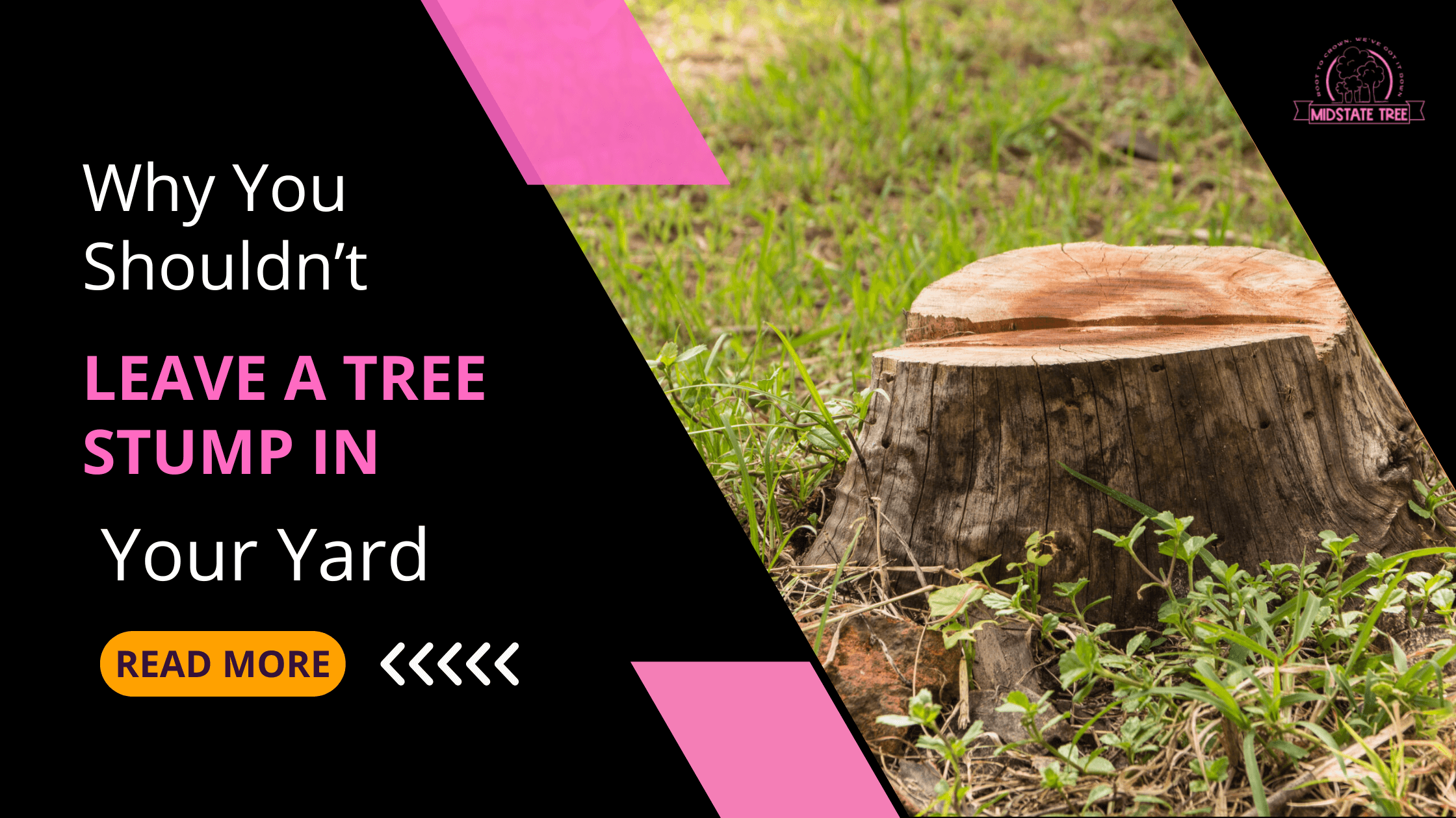 Why You Shouldn’t Leave a Tree Stump in Your Yard