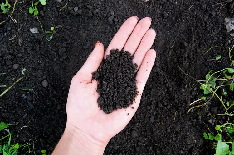Best Native Trees for NJ Clay & Loam Soils