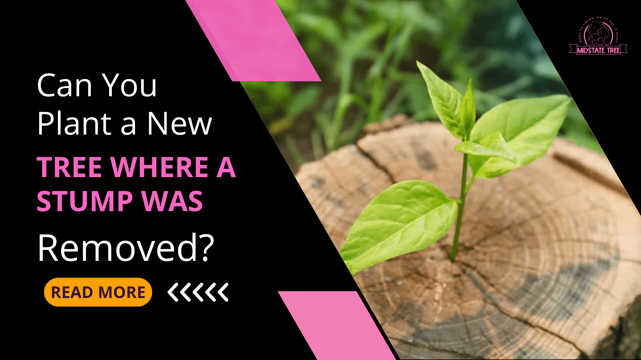 Can You Plant a New Tree Where a Stump Was Removed?